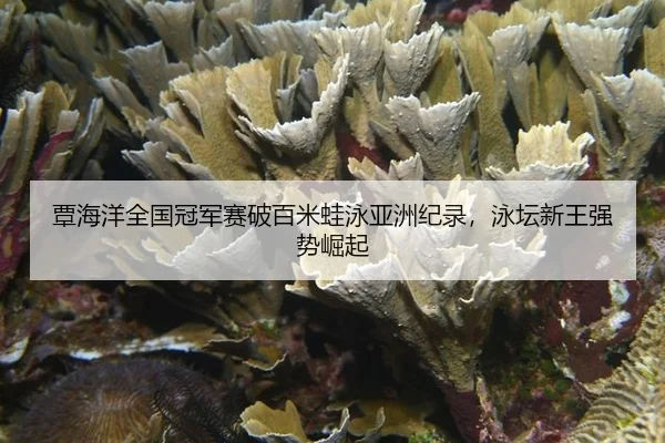 tan-hai-yang-quan-guo-guan-jun-sai-po-bai-mi-wa-yong-ya-zhou-ji-lu-yong-tan-xin-wang-qiang-shi-jue-qi-2-731.jpg